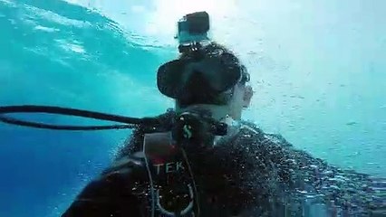 Mergulhador coloca GoPro num tubarão martelo