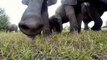 Alguém pôs uma GoPro no meio de elefantes. Foi isto que aconteceu