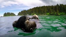 Cute otters intimately filmed by spy camera Spy in the Wild - BBC