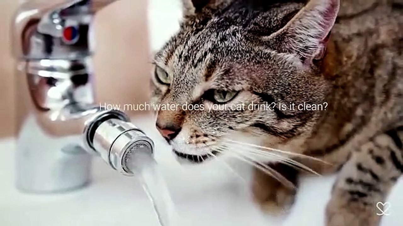 Bebedouro para gatos permite a analisar saúde com app própria