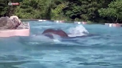 Os elefantes também sabem nadar