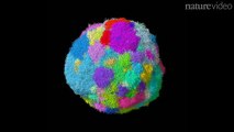 Modelo de cancro 3D ajuda a perceber como tumores crescem