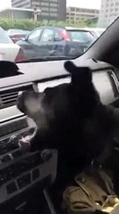 O feliz encontro de um cão... com o ar-condicionado do carro