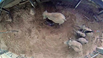 Como reagem os elenfantes ao nascimento de uma cria?