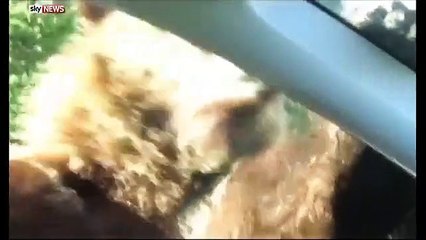 Urso surpreende família ao investigar carro