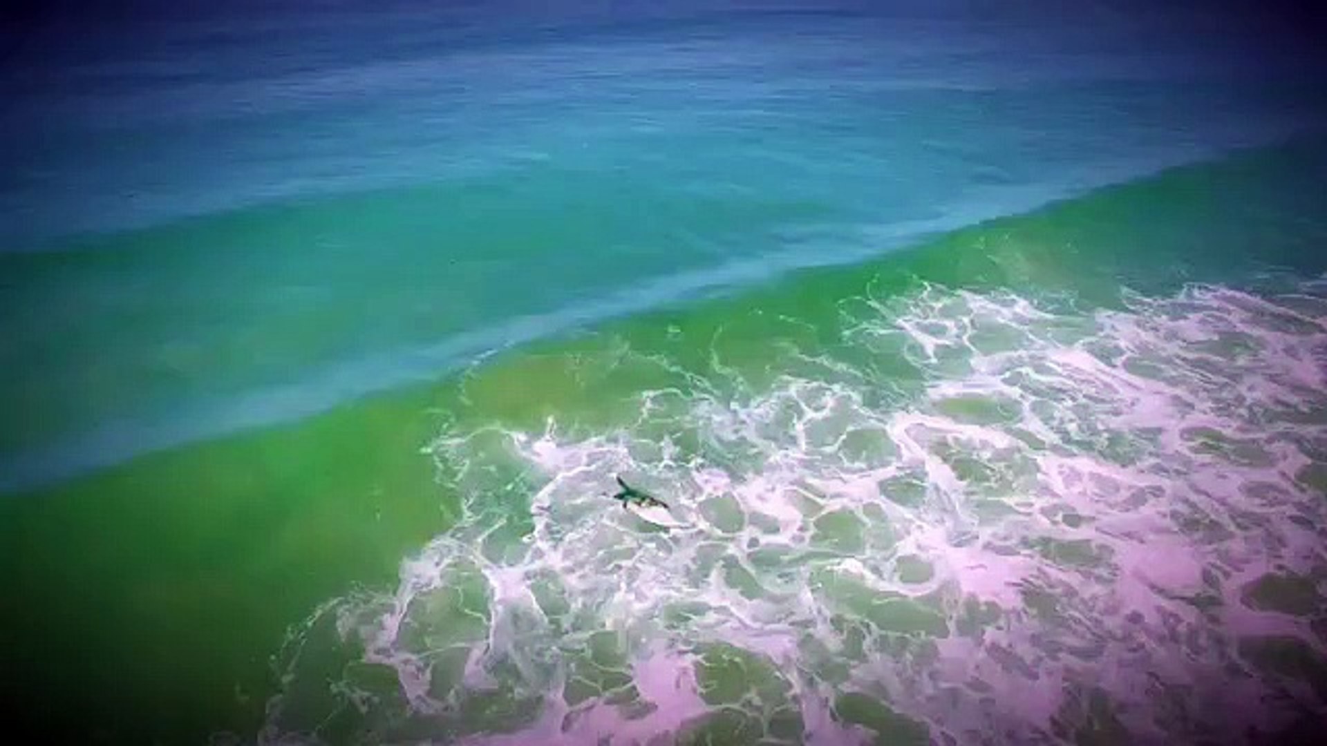 Drone filma tubarões a perseguirem turistas