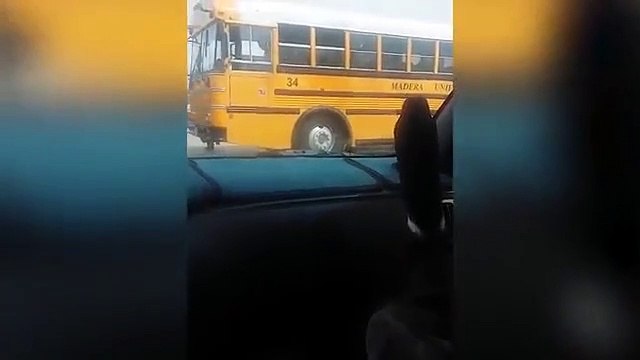 A amizade improvável entre Jonny e Nibbles