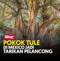 Pokok Tule di Mexico jadi tarikan pelancong