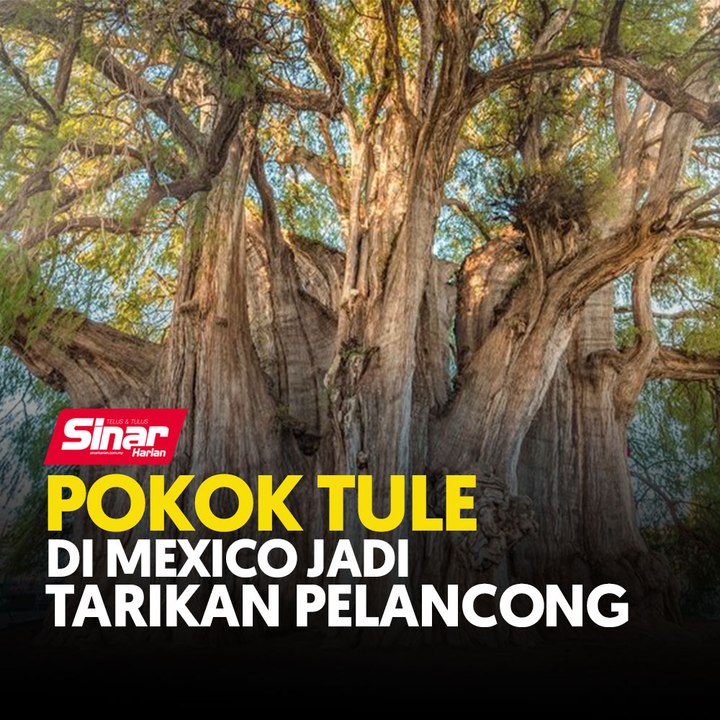 Pokok Tule di Mexico jadi tarikan pelancong
