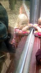 Casal é surpreendido com atitude de orangotango