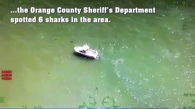 Tubarões brancos avistados em praias da Califórnia