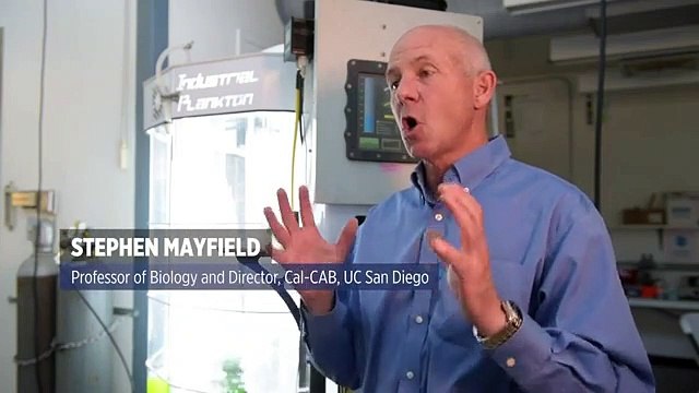 Pranchas de Surf feitas com algas