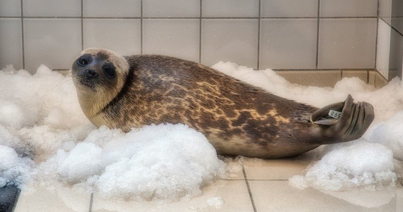 Calais : un bébé phoque venu du Pôle Nord a été sauvé par une association protectrice des animaux