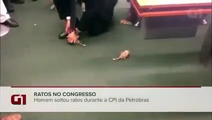ratos, cpi, brasil