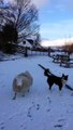 ovelha pet brinca com cães