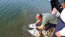 Çanakkale'de 250 bin pullu sazan balığı yavrusu göletlere bırakıldı