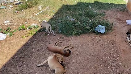 Mortes de cachorros em Pombal gera revolta na população
