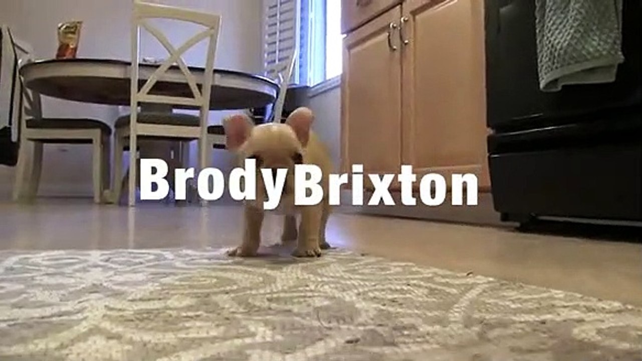 Bulldog francês 2