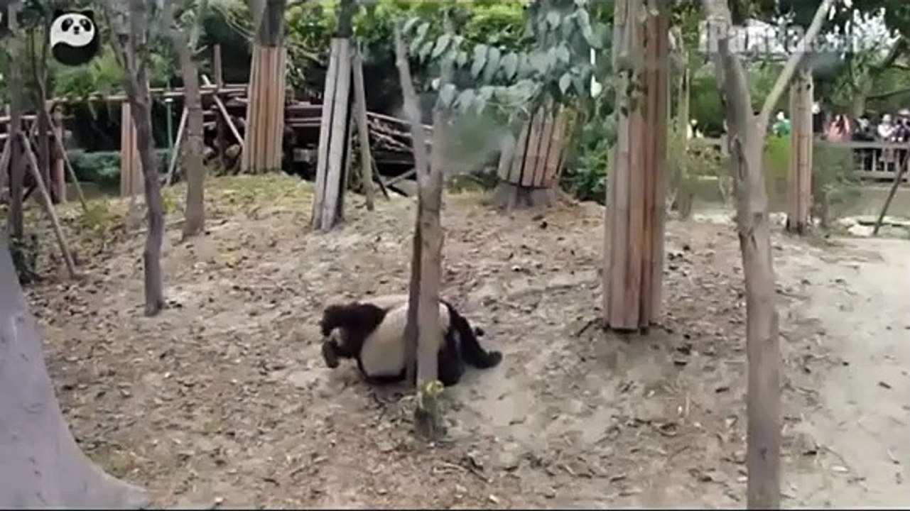 Pandas interrompidos