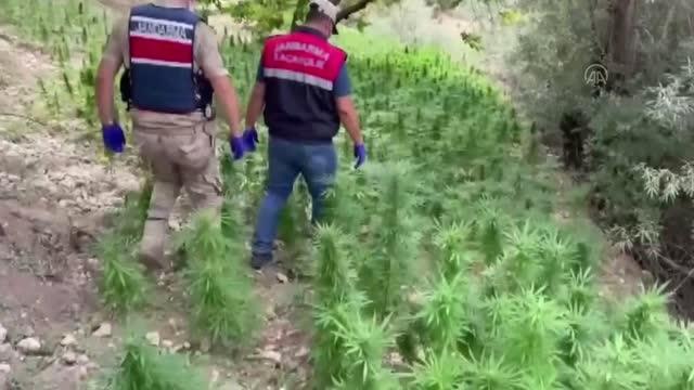 Kayısı bahçesine Hint keneviri eken şüpheli yakalandı