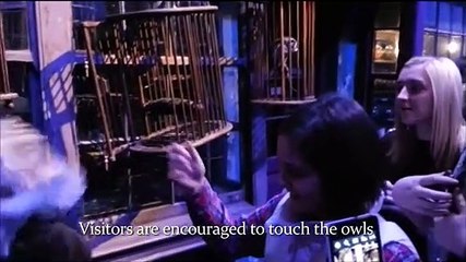 Exposição de Harry Potter acusada de maltratar corujas