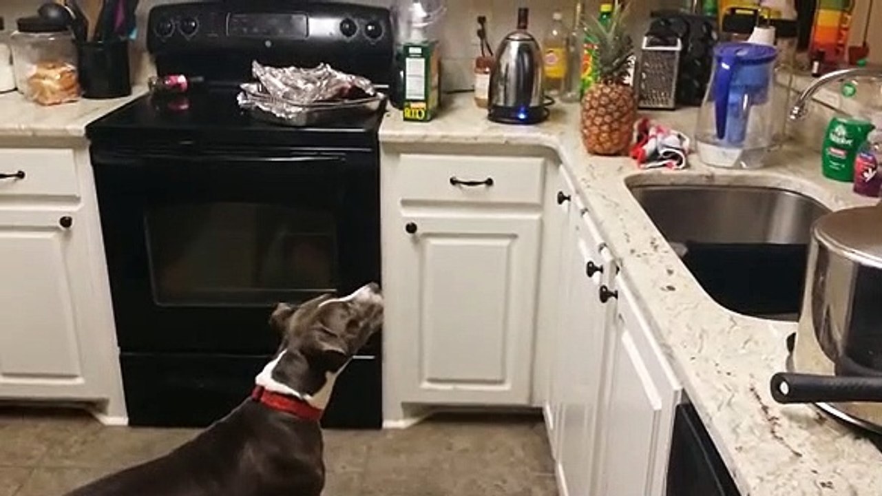 cão ananás 2