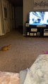 Kitten Sneakily Bounces Sideways
