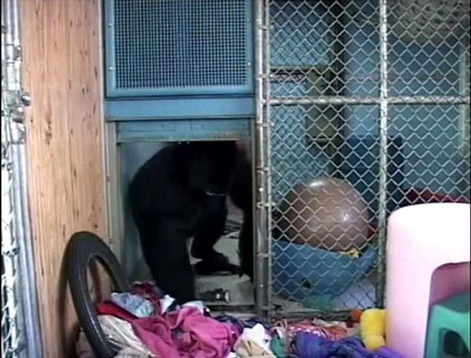 Gorila Koko