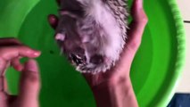 Funny Animals - Cute Porcupines #14 - Animals Video 2021