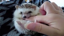 Funny Animals - Cute Porcupines #17 - Animals Video 2021