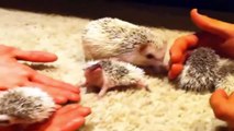 Funny Animals - Cute Porcupines #18 - Animals Video 2021
