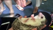 Funny Animals - Cute Porcupines #20 - Animals Video 2021