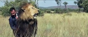 Homem joga futebol com leões selvagens