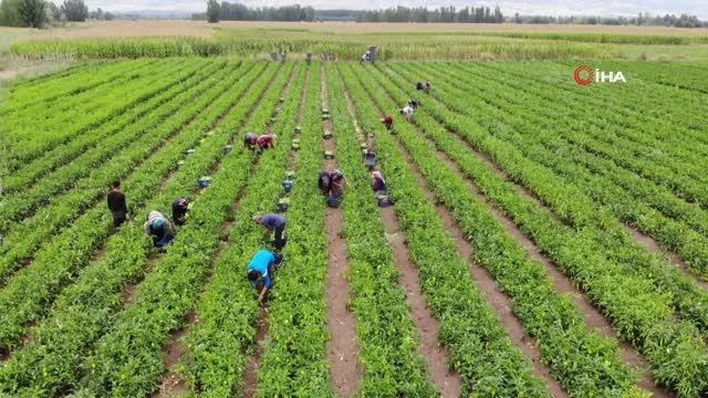 Son dakika haberi | Cumhurbaşkanı Erdoğan talimat vermişti, Tarım Kredi Kooperatifleri eleştirilerin odağında