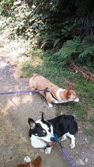 Corgi Has Case Of The Mondays