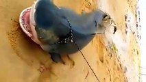 Vídeo: Tubarão cabeça chata  ( ataca em rios de agua Doçe Tambêm) é capturado no Açu, em São João da Barra