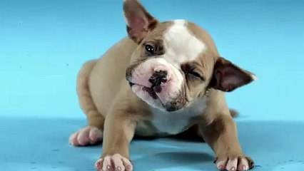 SHAKE PUPPIES by Carli Davidson