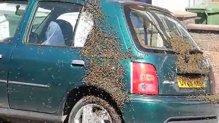 Carro invadido com enxame de abelhas