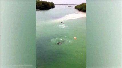 Crocodilo gigante persegue turista