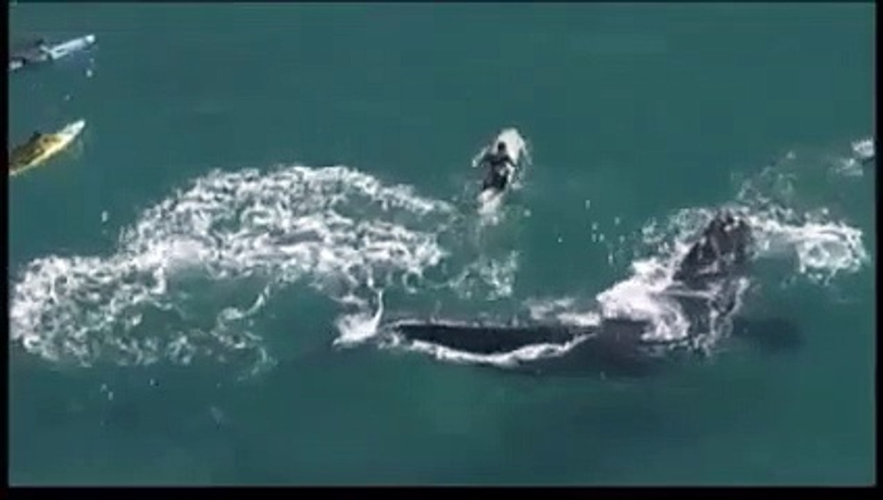 Surfistas nadam com baleia