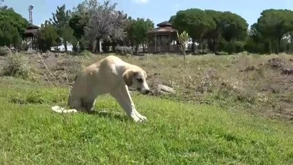 Belediye çalışanları sahiplendikleri "Garip" isimli köpeğin tedavisini ve aşısını yaptırdı