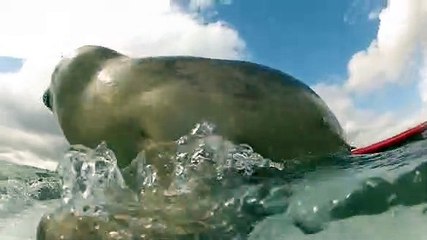 BABY SEAL comes surfing