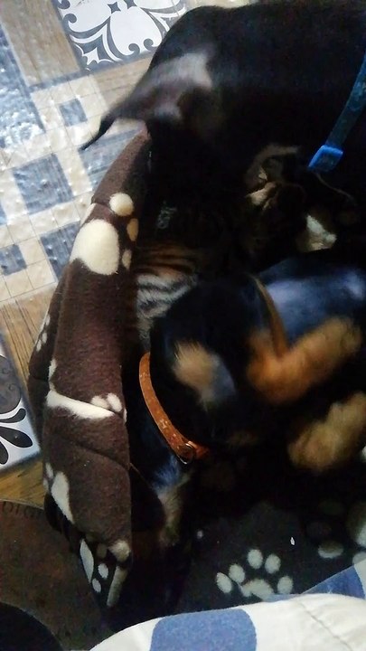My Cute Kitten