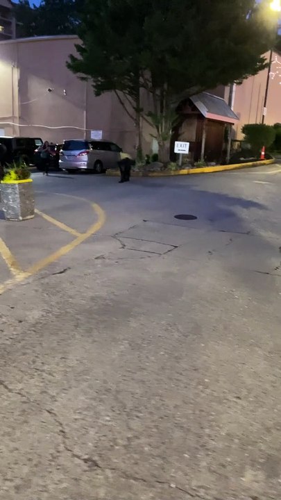 Bear Wanders Near Downtown Grill