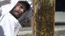 Protecting Bees And Building Communities Together