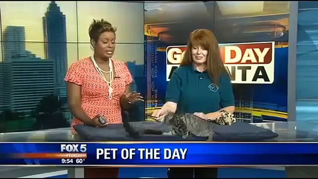 Funny Cats on the News - Video Compilation - 1