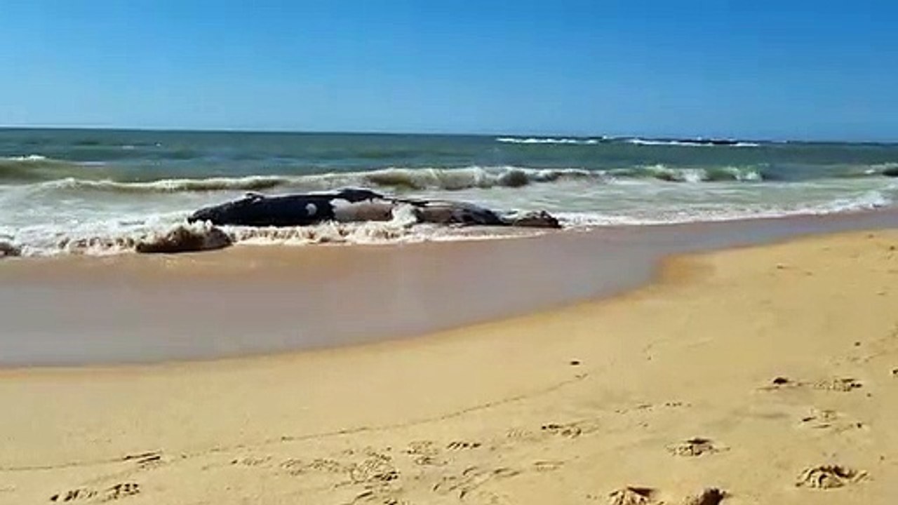 Baleia encontrada morta em Guarapari