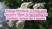Poison Hemlock, a Toxic and Invasive Plant, Is Spreading to Gardens Across the Country