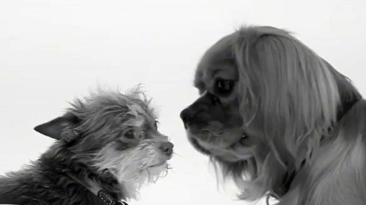 'Primeiro beijo' dá lugar ao 'Primeiro faro'