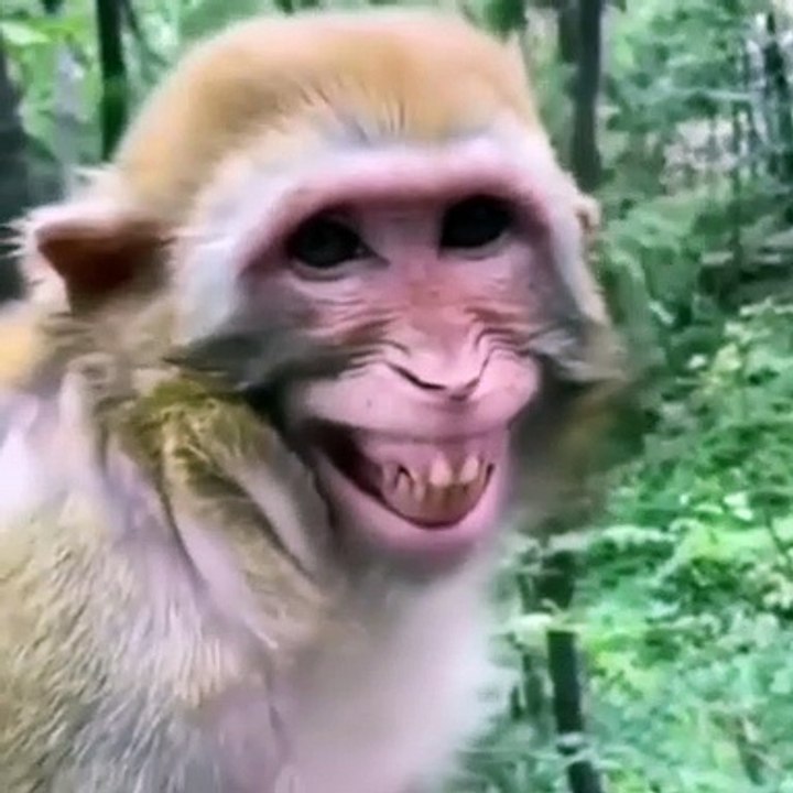 Funny monkey videos